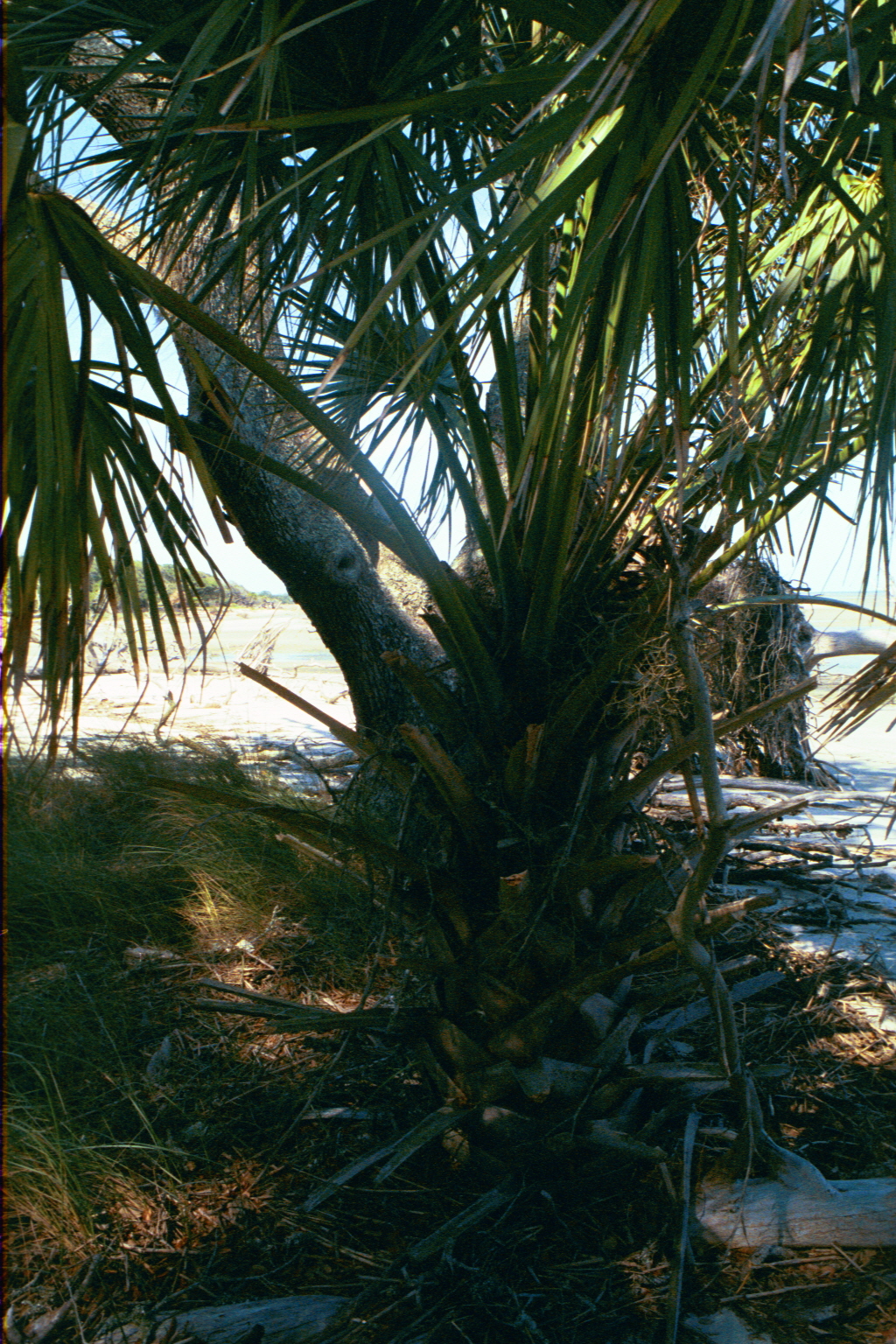 Ossabaw landscape — ossblue (23)