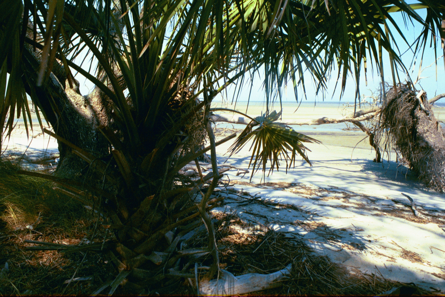 Ossabaw landscape — ossblue (24)