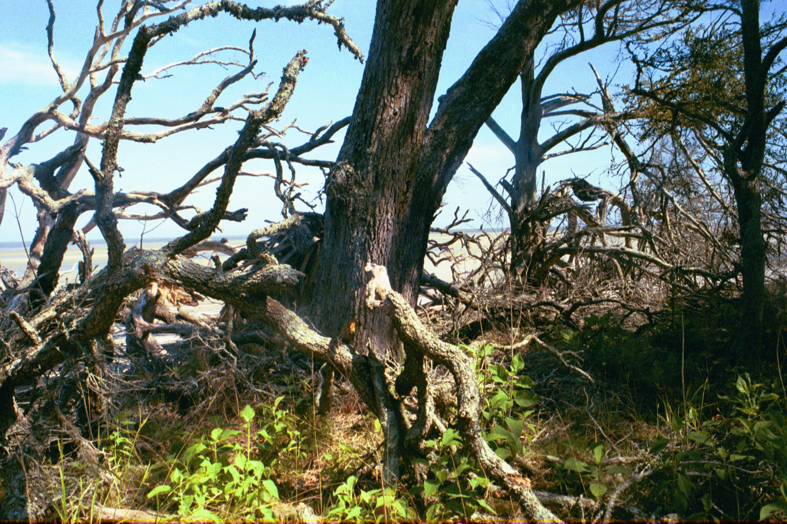 Ossabaw landscape — ossblue (3)