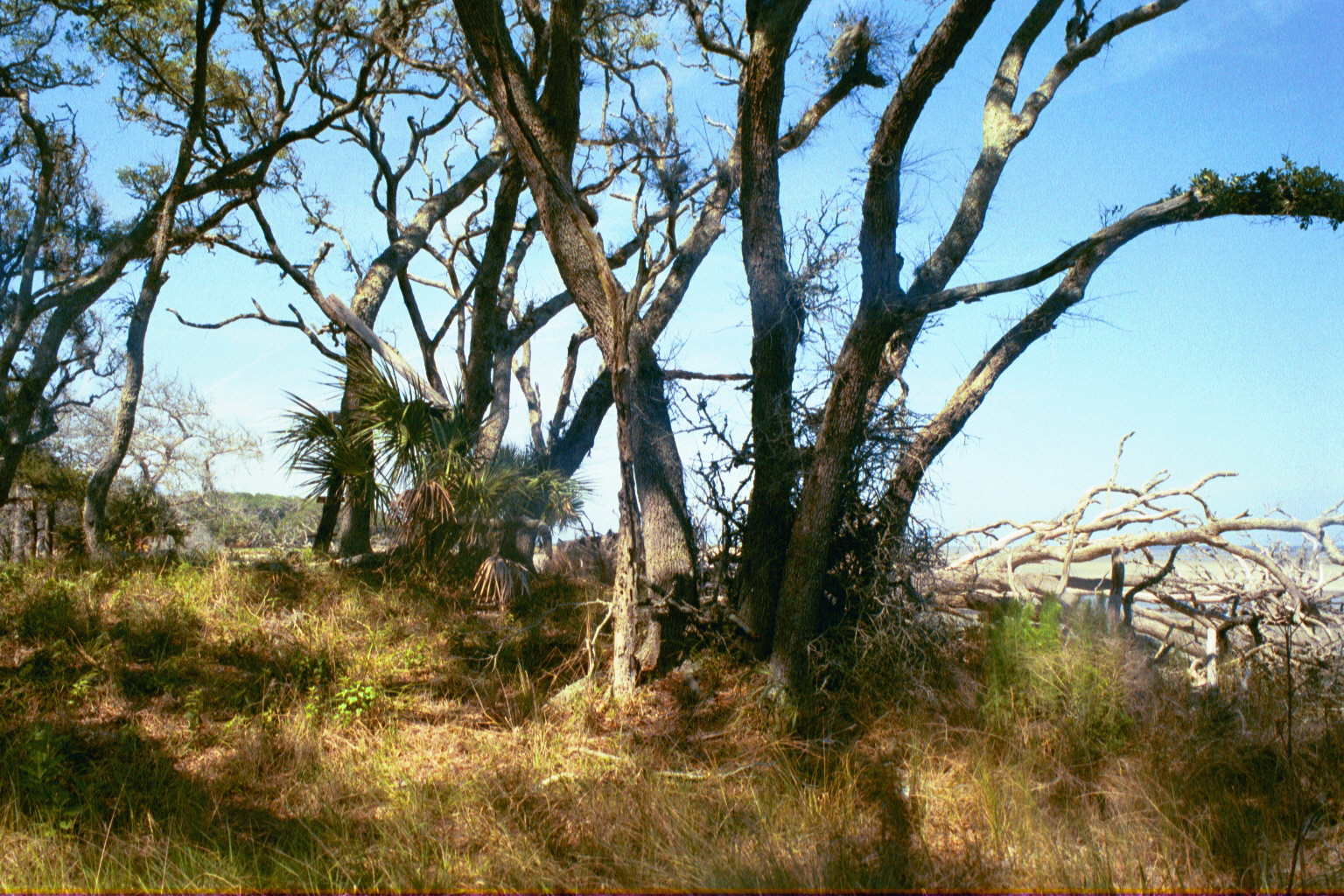 Ossabaw landscape — ossblue (4)