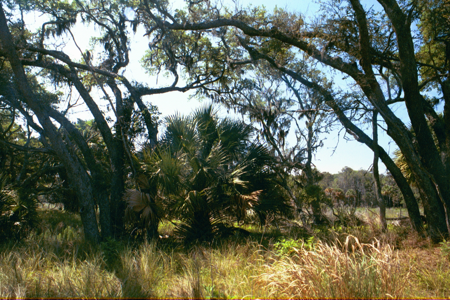 Ossabaw landscape — ossblue (5)