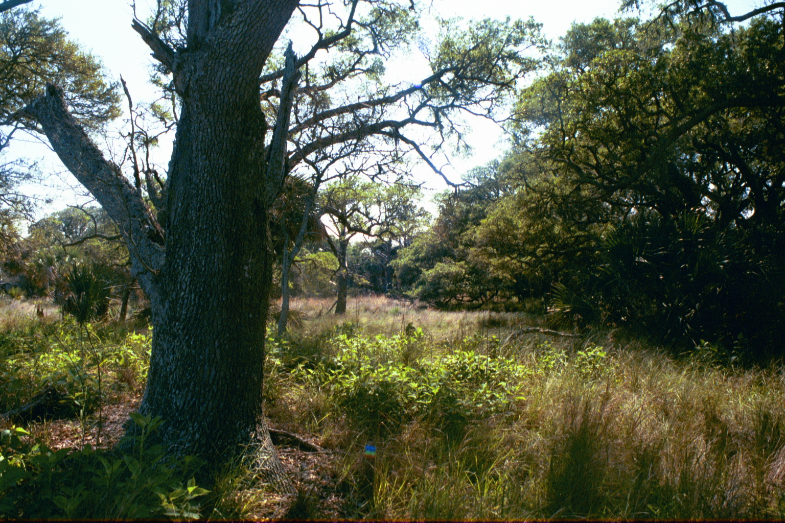 Ossabaw landscape — ossblue (6)