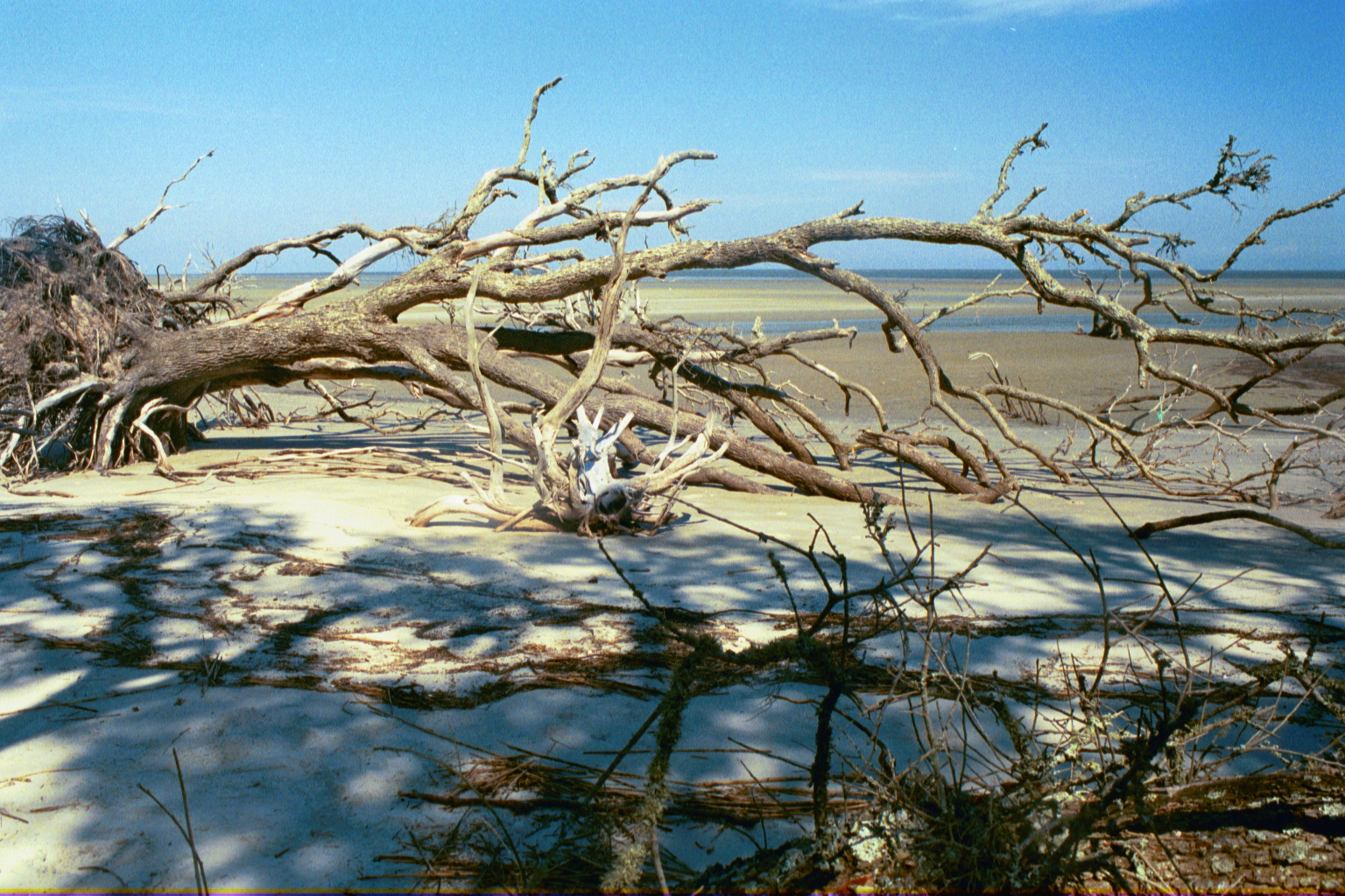Ossabaw landscape — ossblue (8)
