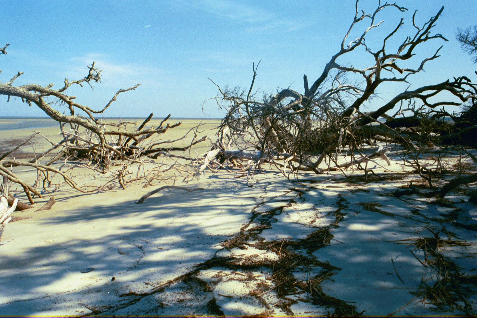 Ossabaw landscape — ossblue (9)