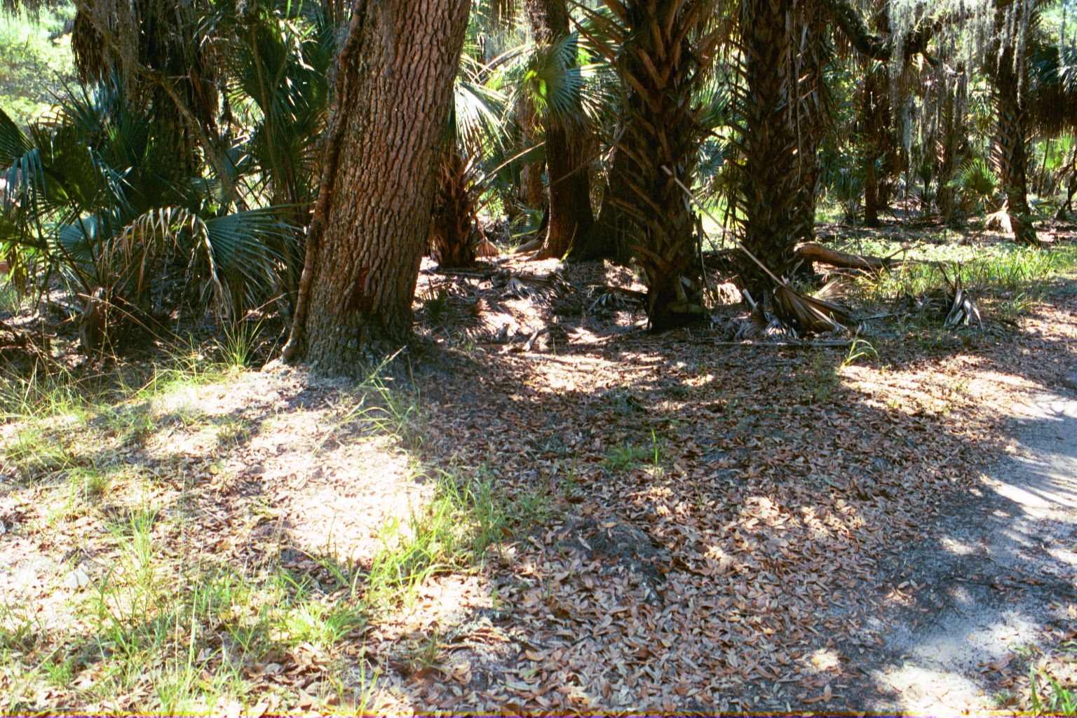 Ossabaw landscape — yardbone (1)