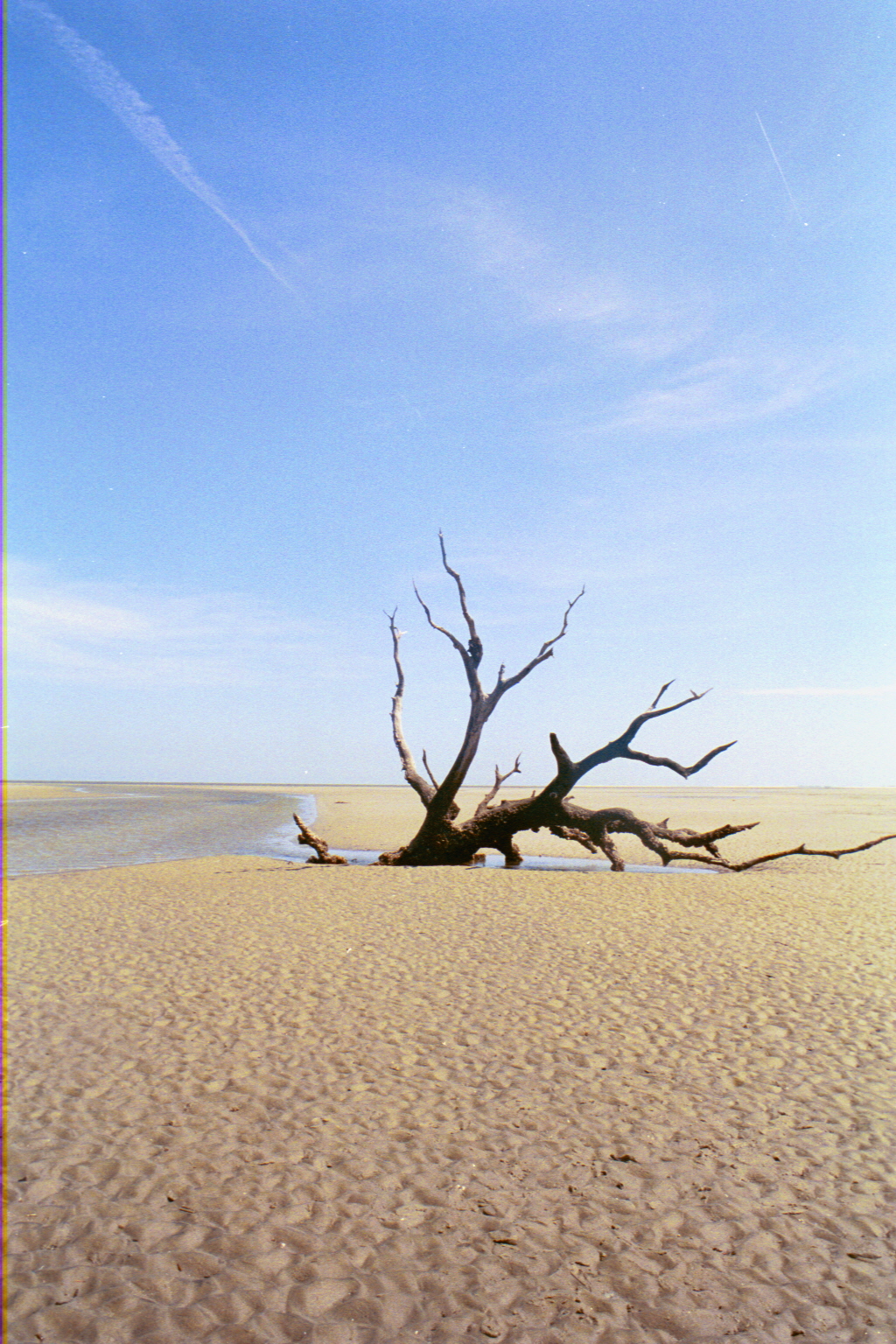 Ossabaw landscape — yardbone (10)