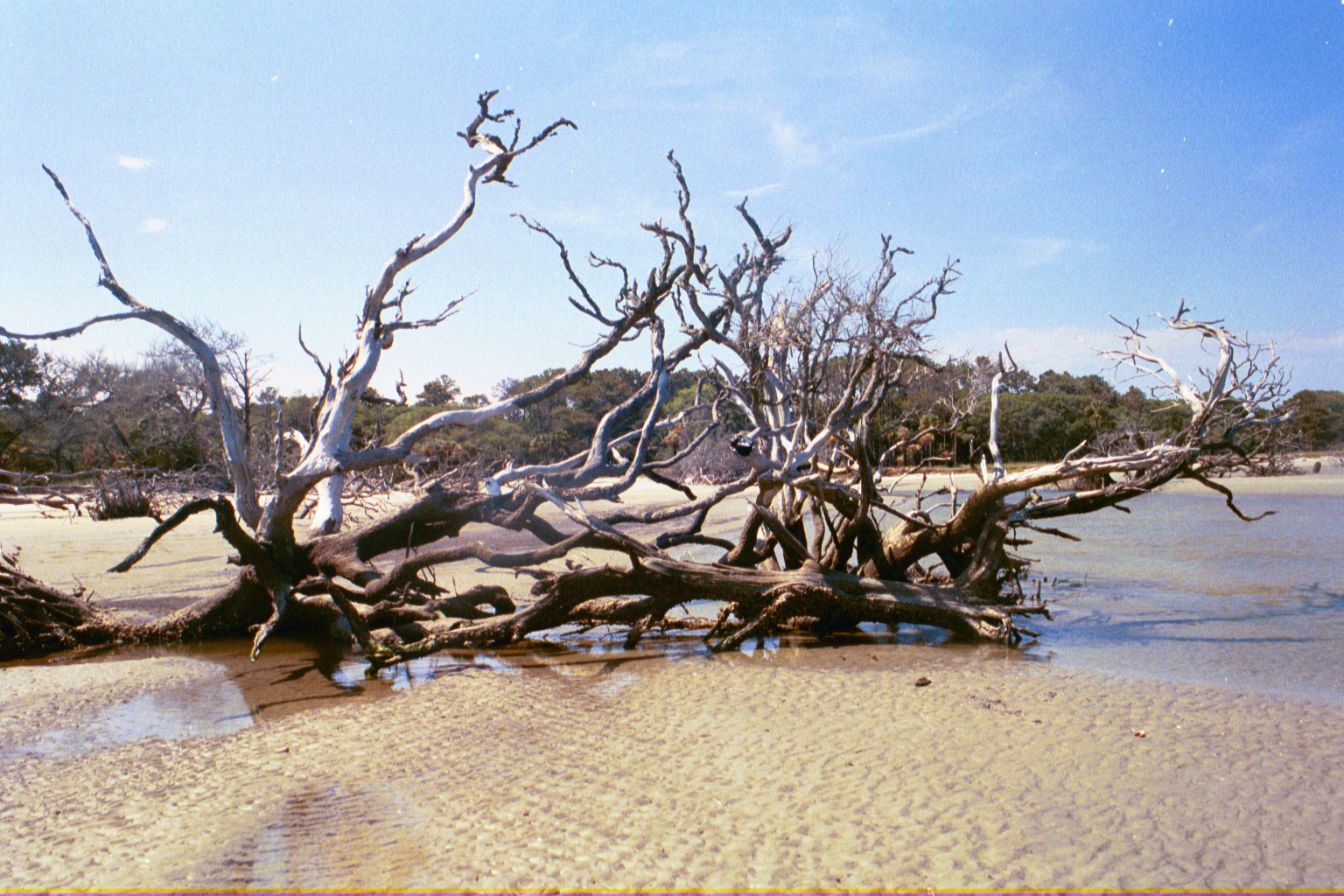 Ossabaw landscape — yardbone (17)