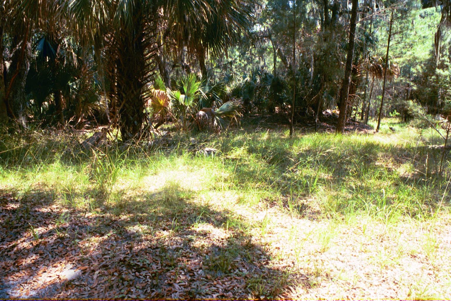 Ossabaw landscape — yardbone (2)