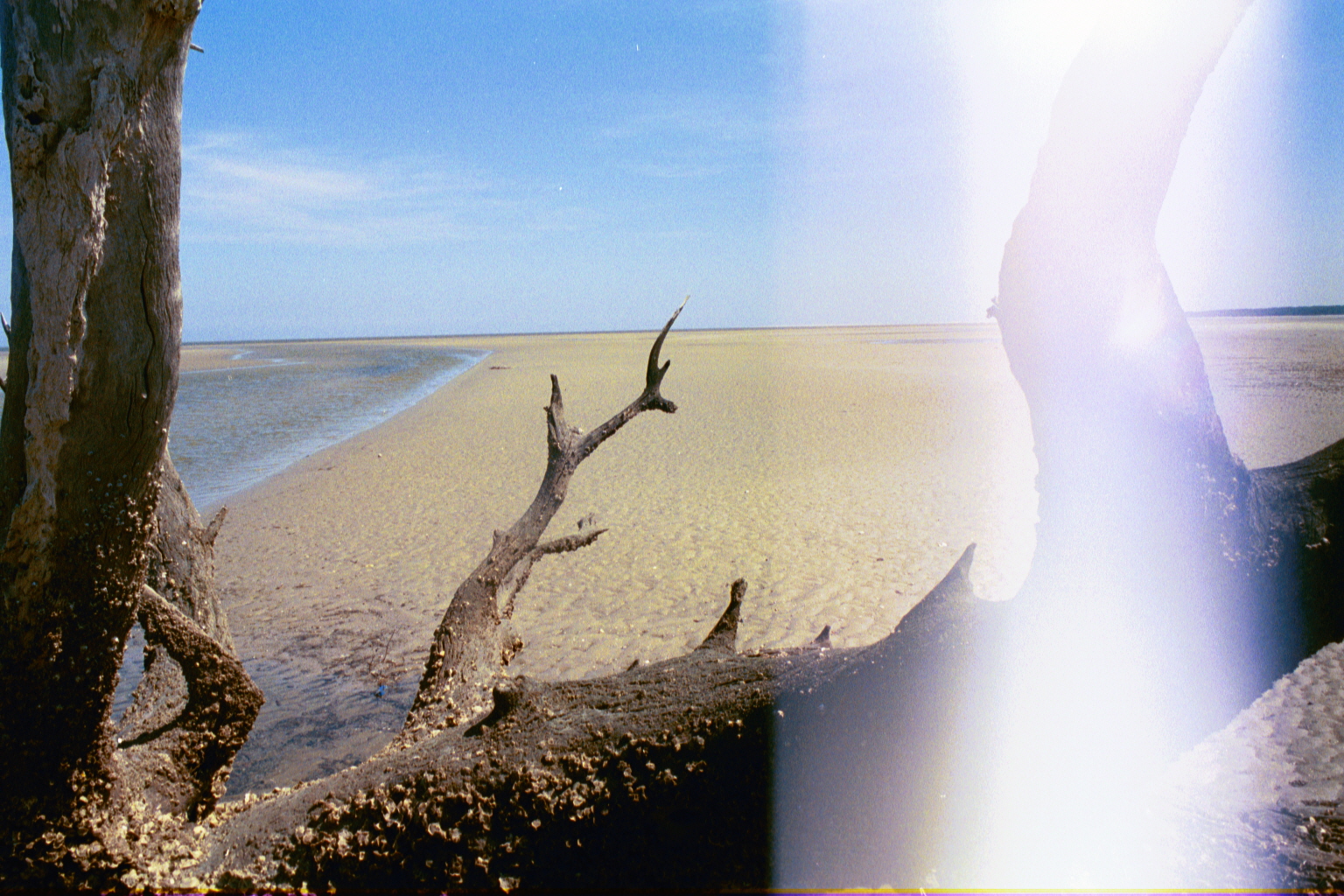 Ossabaw landscape — yardbone (20)