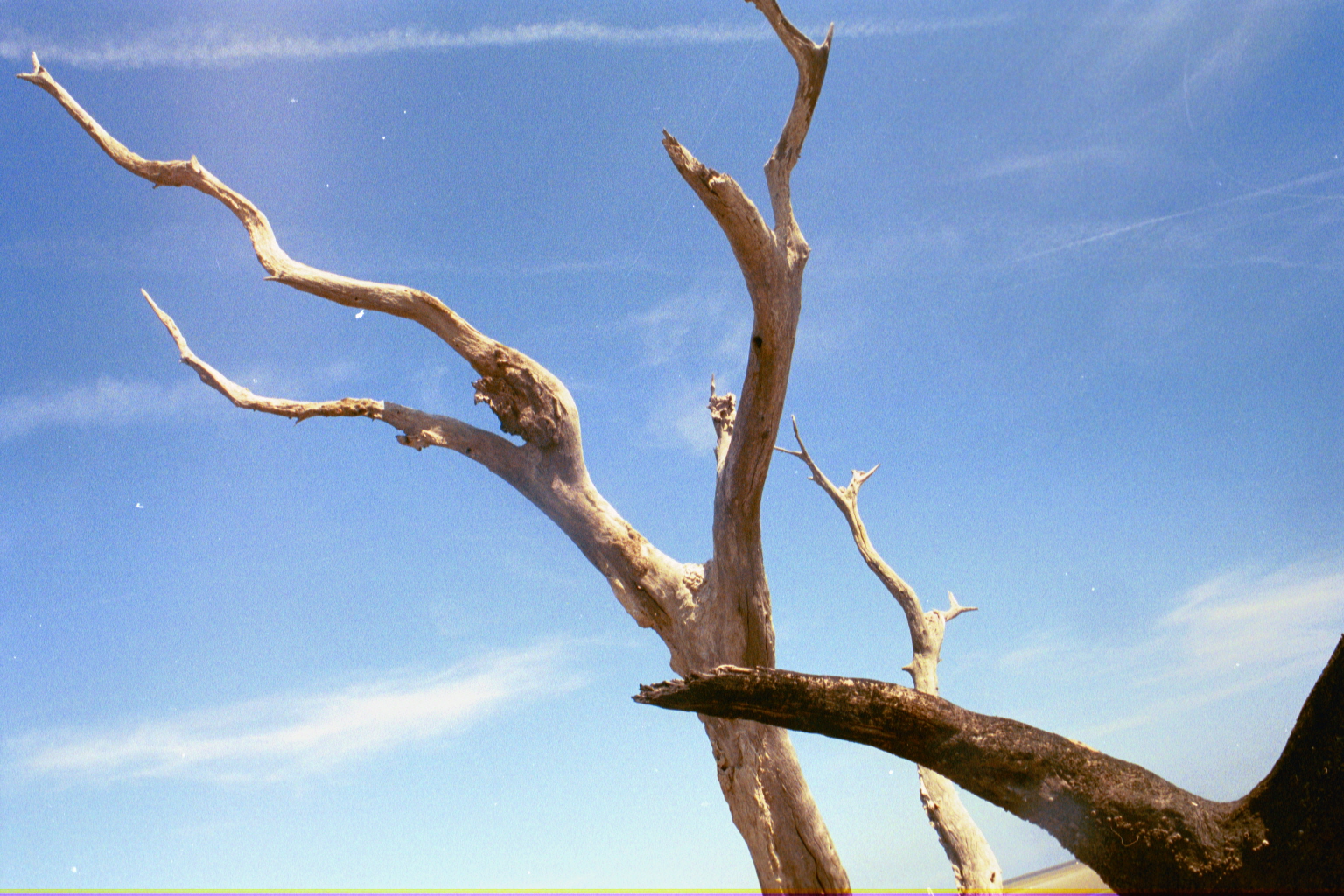 Ossabaw landscape — yardbone (21)