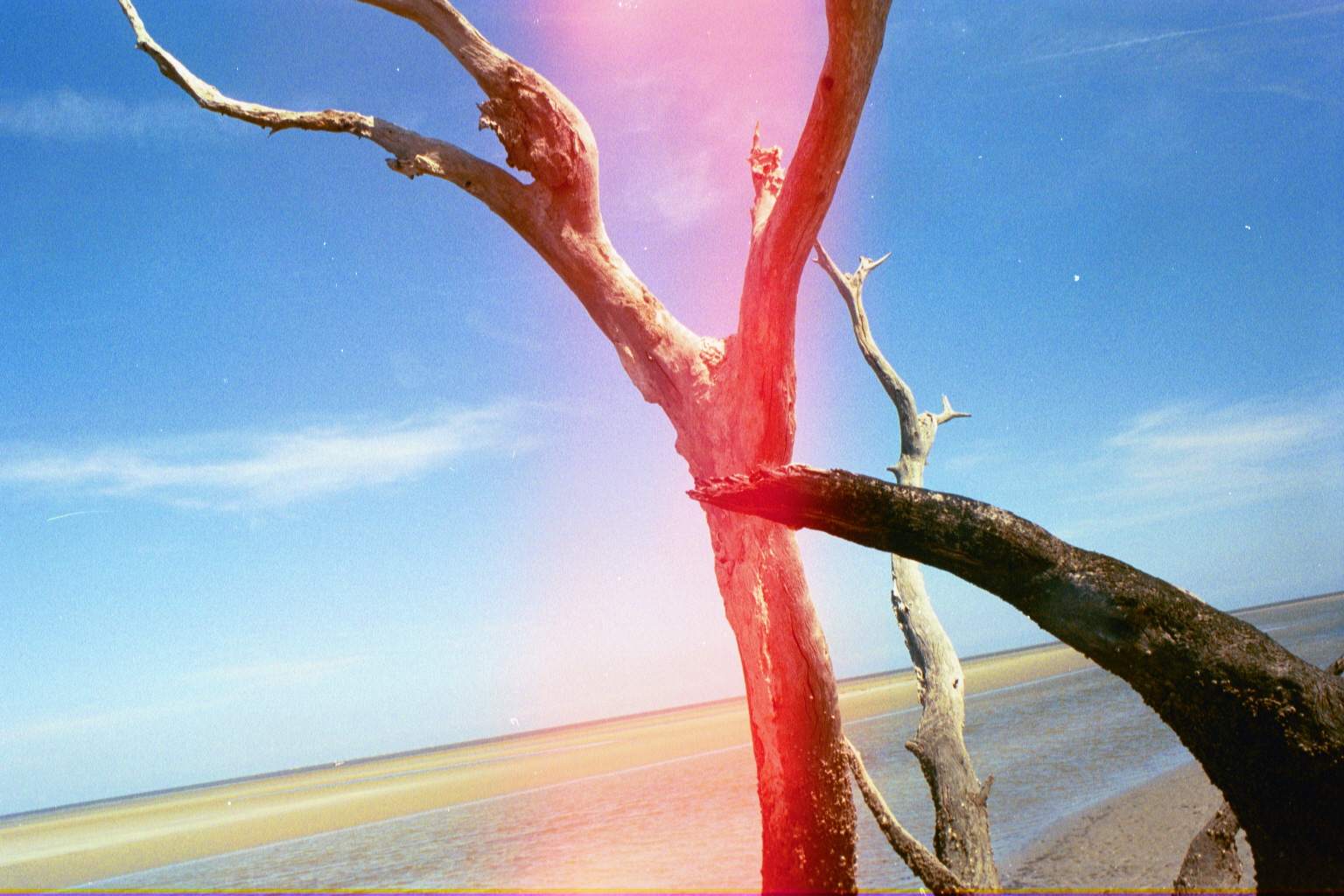 Ossabaw landscape — yardbone (22)
