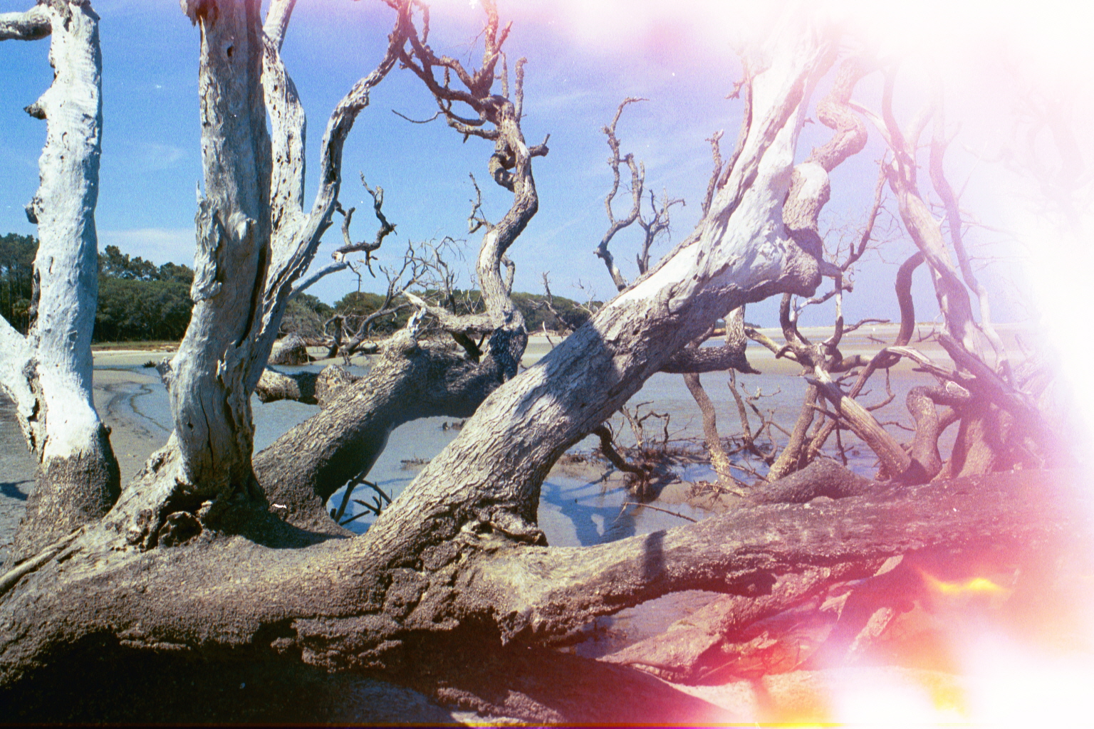 Ossabaw landscape — yardbone (23)