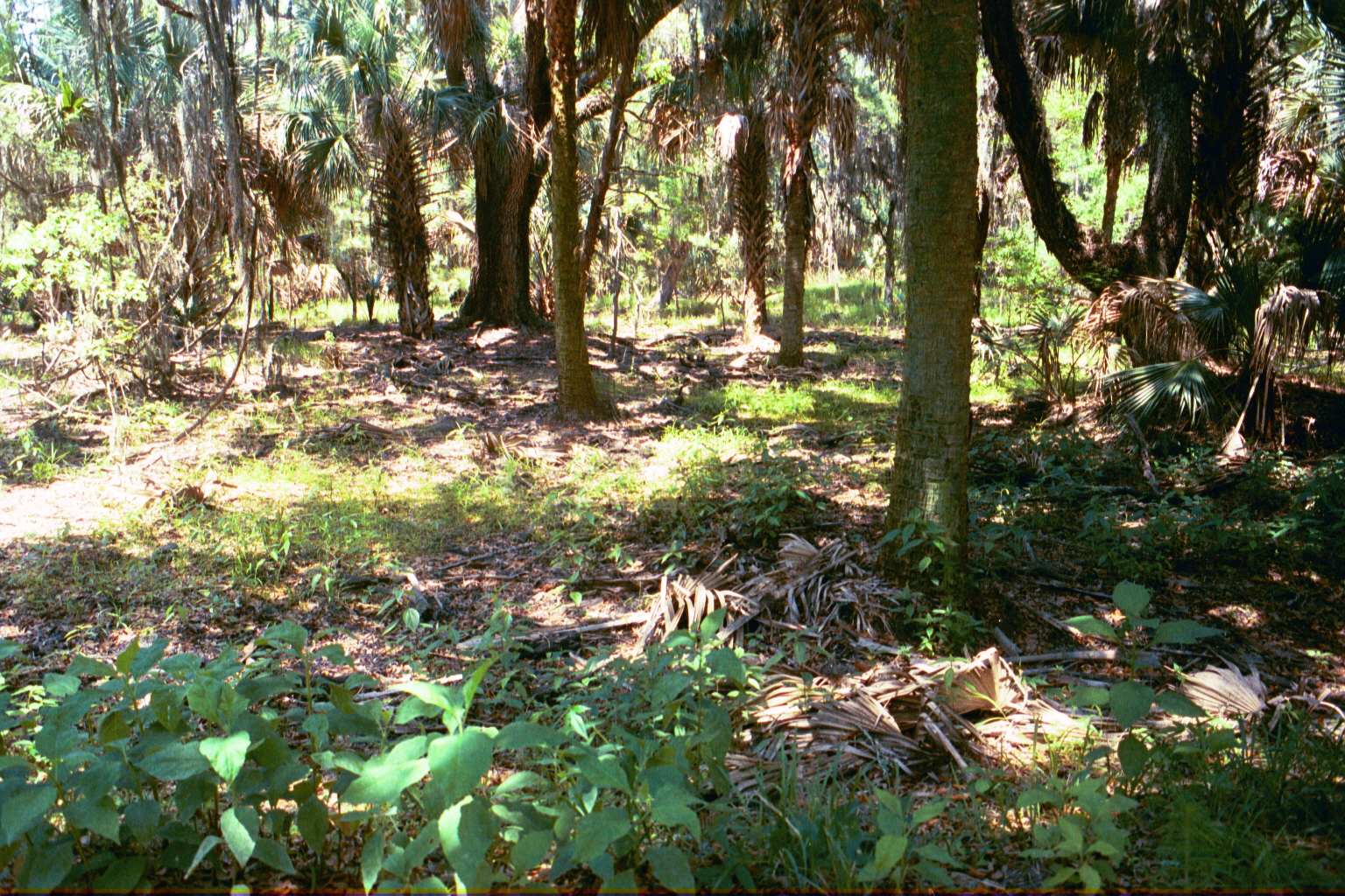 Ossabaw landscape — yardbone (25)