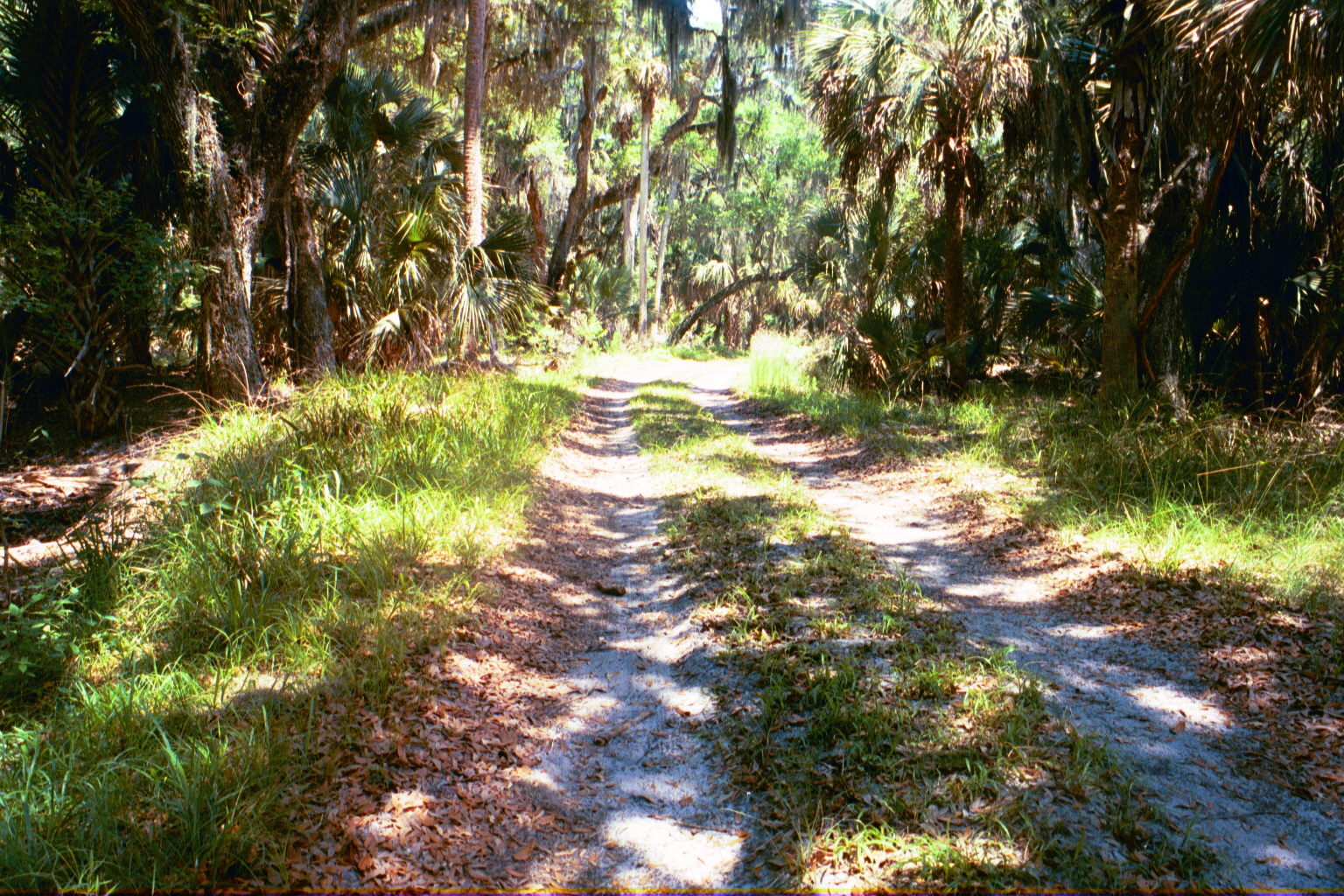 Ossabaw landscape — yardbone (3)