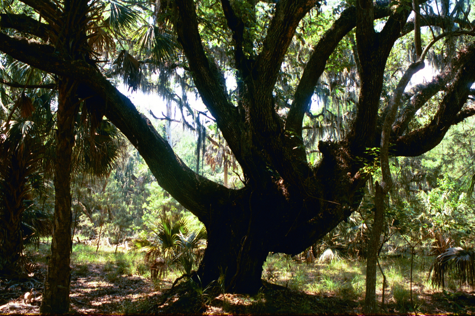 Ossabaw landscape — yardbone (4)