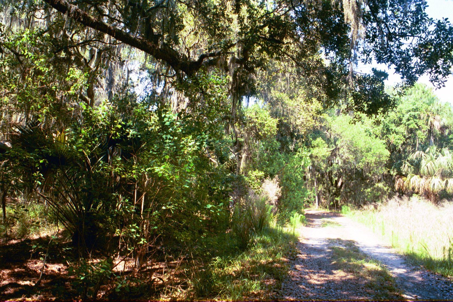 Ossabaw landscape — yardbone (5)