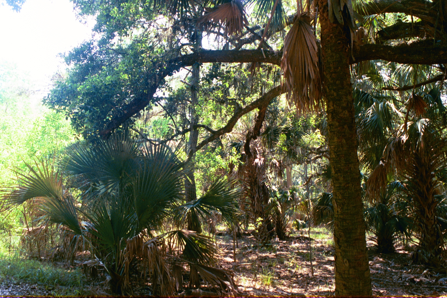 Ossabaw landscape — yardbone (6)