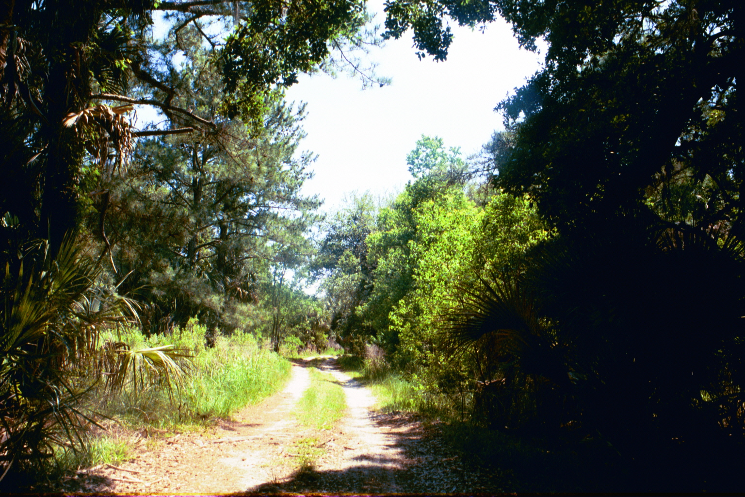 Ossabaw landscape — yardbone (7)