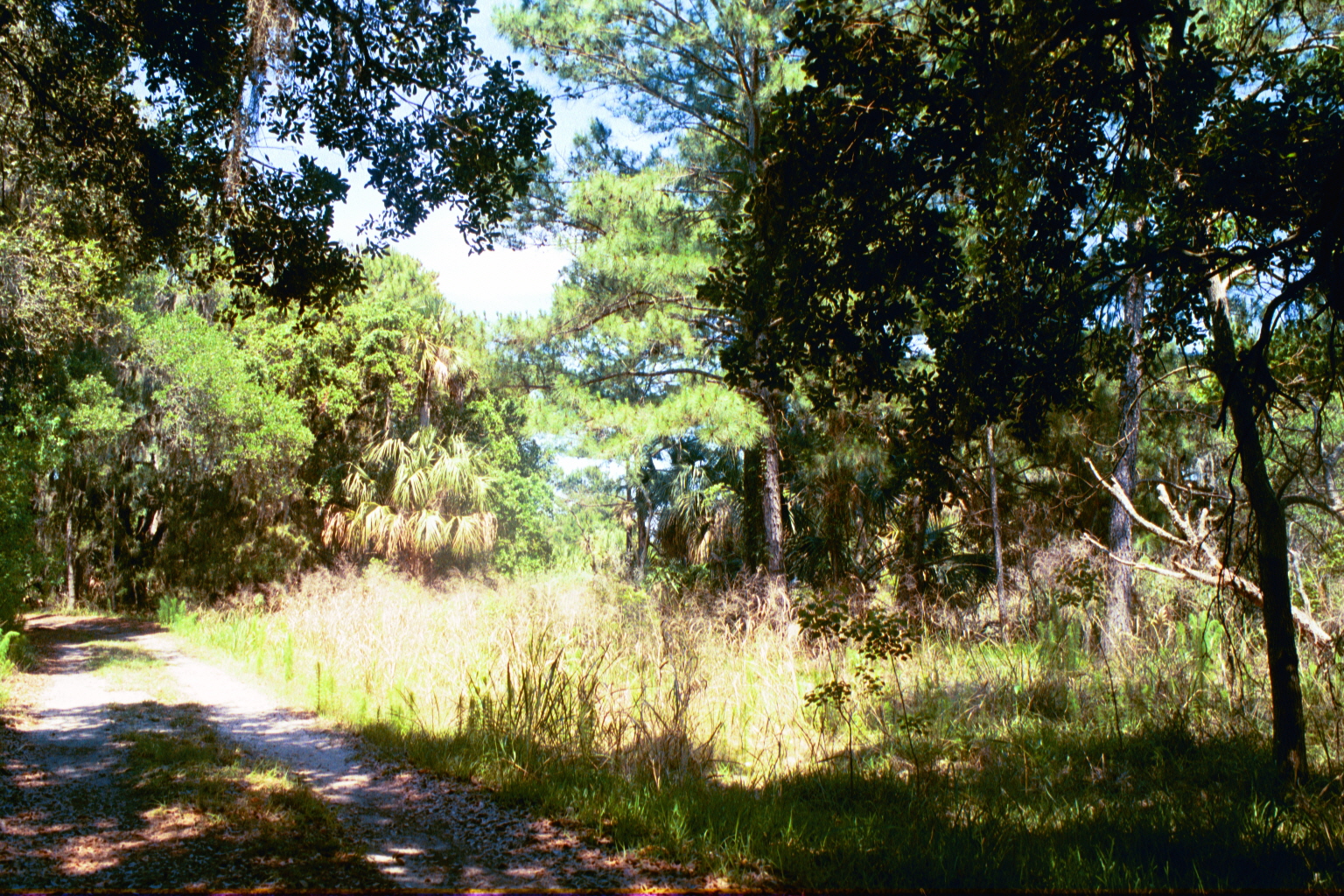 Ossabaw landscape — yardbone (8)
