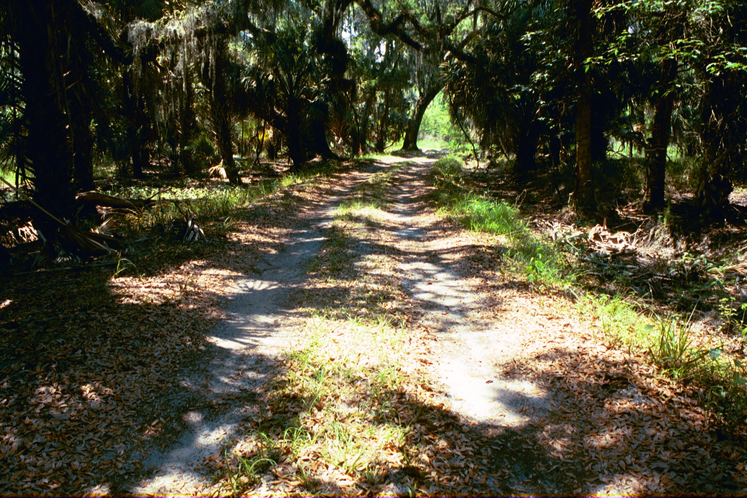 Ossabaw landscape — yardbone