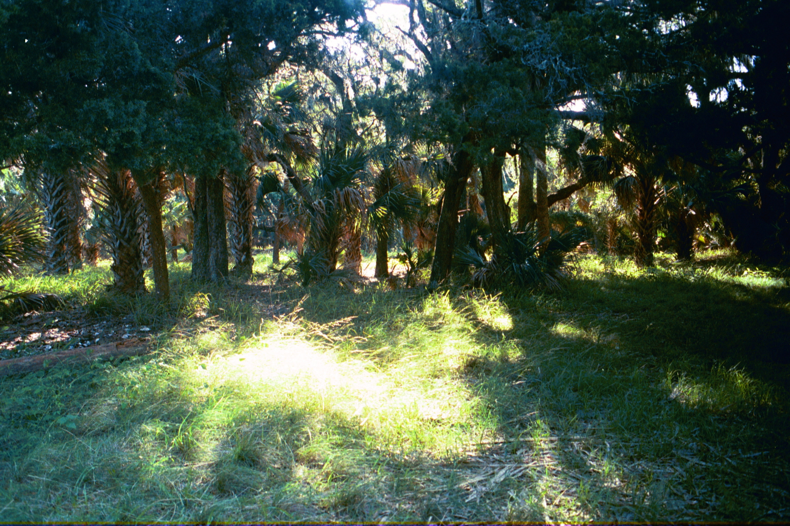 Ossabaw sunset — allosbra (404)
