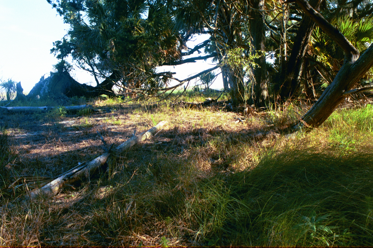 Ossabaw sunset — allosbra (413)