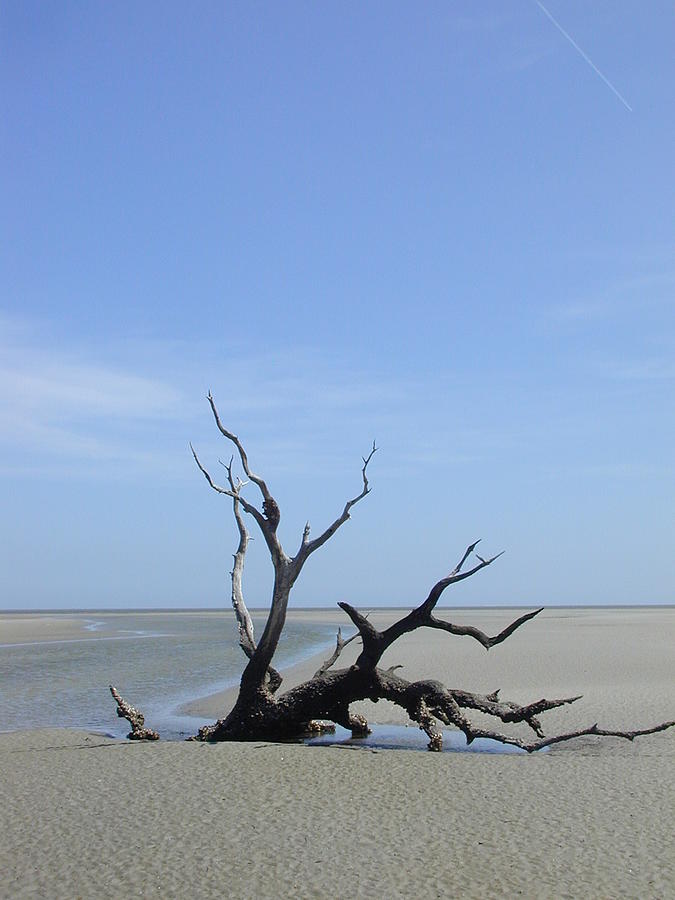 The Fallen — driftwood on Ossabaw beach