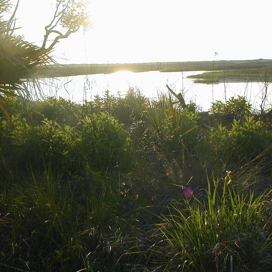 The Source — Ossabaw Island, John Gholson
