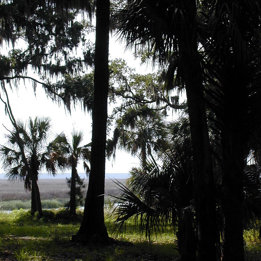 Between Trees — Ossabaw Island, John Gholson