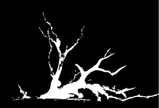Ossabaw Island live oak